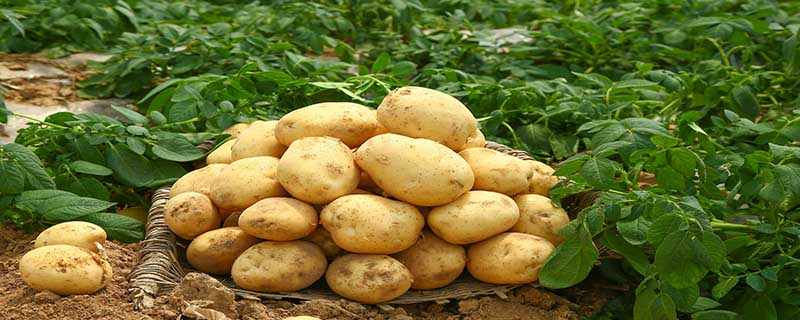马铃薯块茎指的是土豆吗,马铃薯块茎是指土豆吗