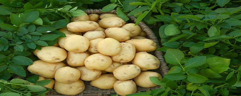 土豆学名称为什么,土豆学名是什么