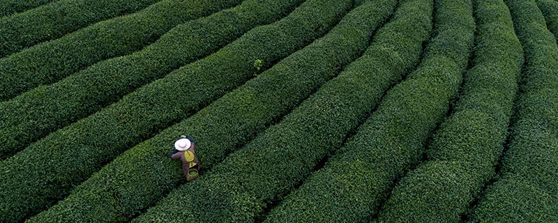 世界三大茶叶产地是哪里,世界三大茶叶产地位于哪